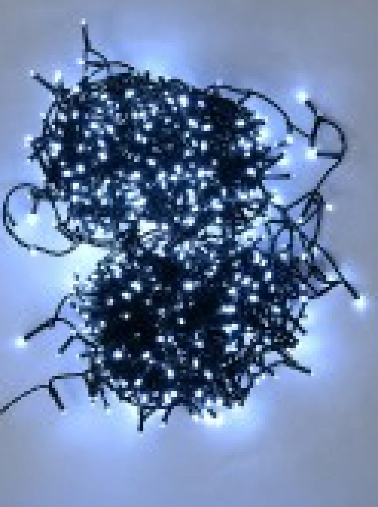 Christmas Warehouse 1000 Cool White Led Concave Bulb Wifi Christmas Fairy String Lights - 50M> Led Fairy Lights