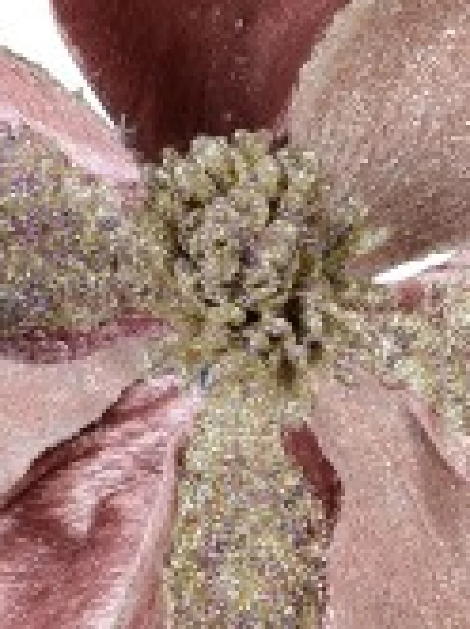 Christmas Warehouse Dusty Rose & Champagne Glitter Magnolia Christmas Flower Pick - 22Cm> Christmas Picks