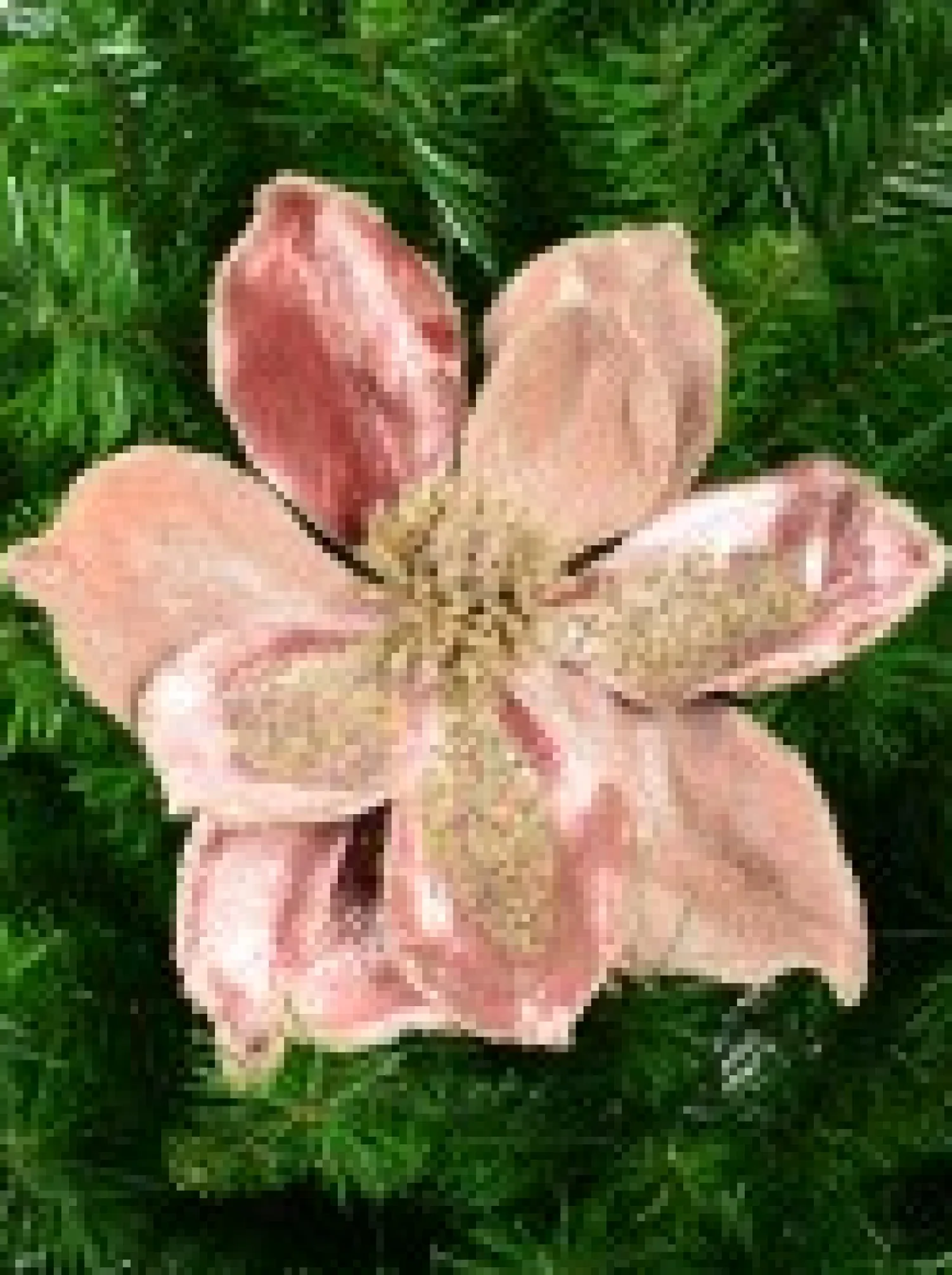Christmas Warehouse Dusty Rose & Champagne Glitter Magnolia Christmas Flower Pick - 22Cm> Christmas Picks