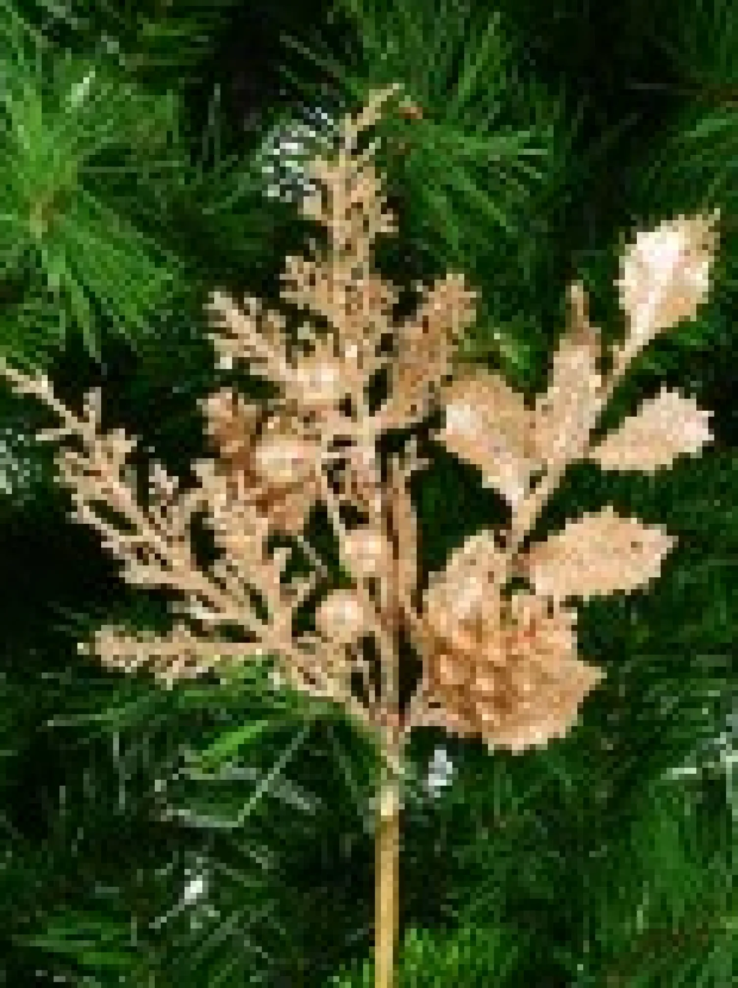 Christmas Warehouse Gold Glittered Leaves, Berries & Eucalyptus Christmas Spray Stem - 54Cm> Christmas Stems