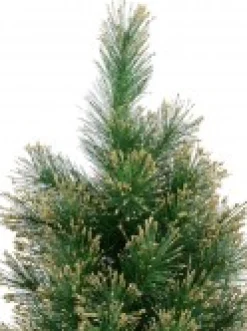 Christmas Warehouse Gold Glittered Needle Tip Pine Tabletop Christmas Tree With 96 Tips - 90Cm> Table Top Christmas Trees