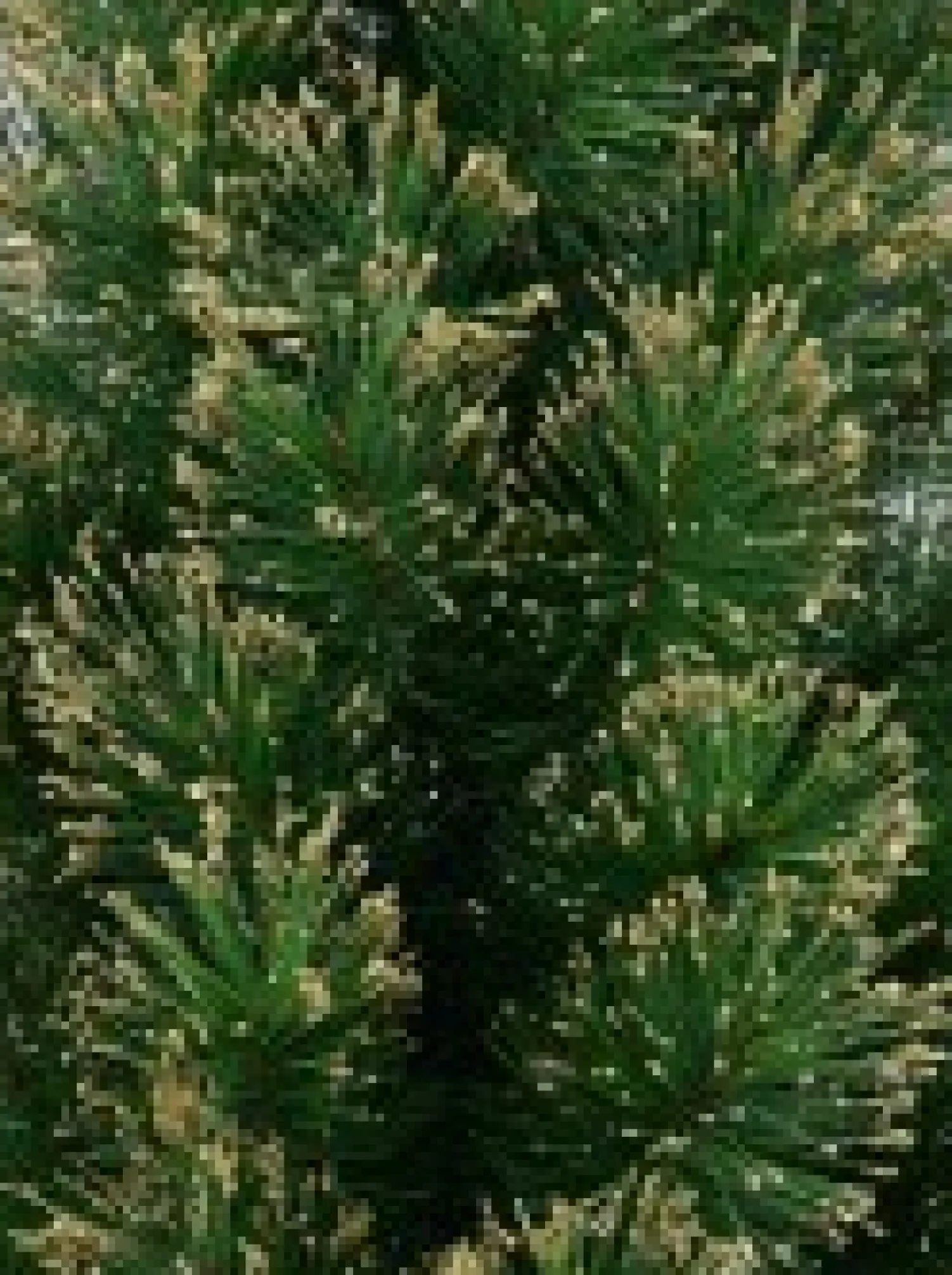 Christmas Warehouse Gold Glittered Needle Tip Pine Tabletop Christmas Tree With 96 Tips - 90Cm> Table Top Christmas Trees