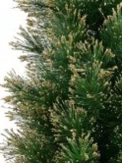 Christmas Warehouse Gold Glittered Needle Tip Pine Tabletop Christmas Tree With 96 Tips - 90Cm><noscript><img width=