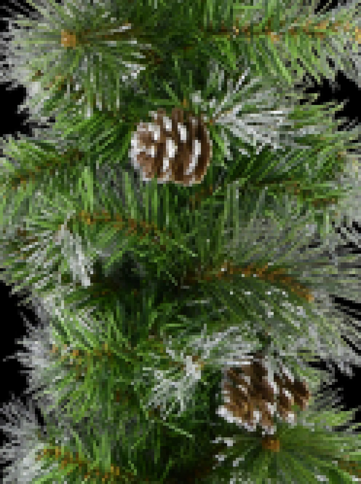 Christmas Warehouse Green Pine Needle Garland With Pine Cones & 180 Silver Glitter Tips - 2.7M> Christmas Garlands