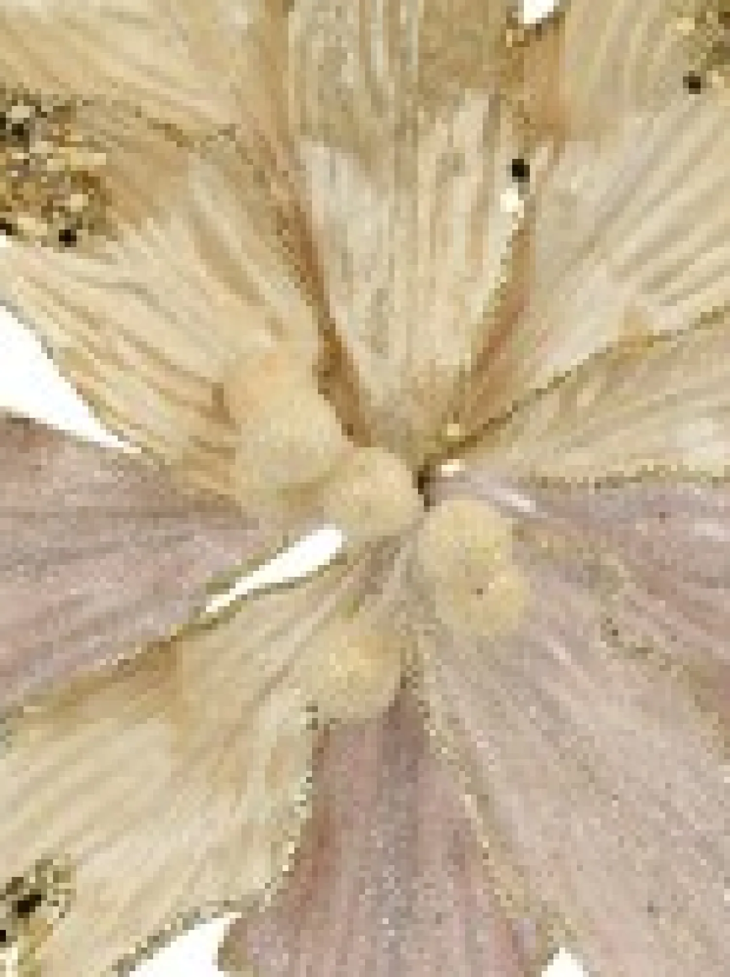 Christmas Warehouse Ivory Velour Sequin & Dew Petals Decorative Christmas Flower Pick - 25Cm> Christmas Picks