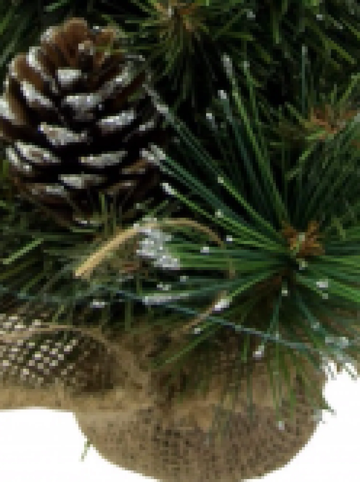Christmas Warehouse Morning Frost With Pine Cones Table Top Christmas Tree With 37 Tips - 30Cm> Table Top Christmas Trees