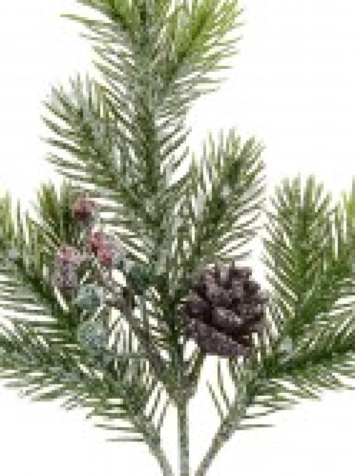 Christmas Warehouse Pine Cone & Berry Frosted Natural Look Pine Christmas Spray - 32Cm> Christmas Picks