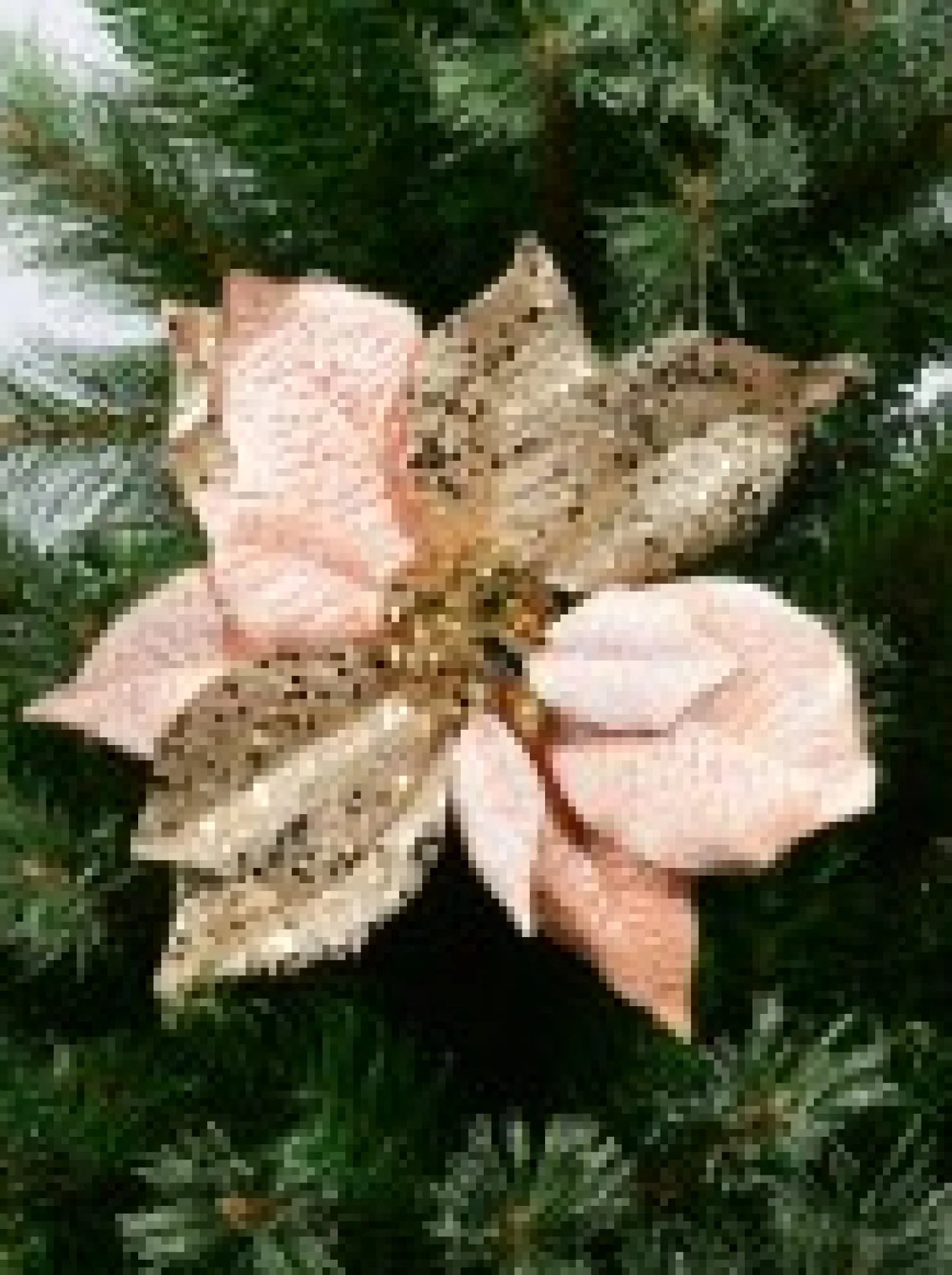 Christmas Warehouse Pink & Gold Two Petal Style Poinsettia Decorative Christmas Flower Pick - 28Cm> Christmas Picks