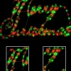 Christmas Warehouse Red & Green Cursive Merry Christmas Led Rope Light Silhouette - 72Cm> Christmas Light Displays