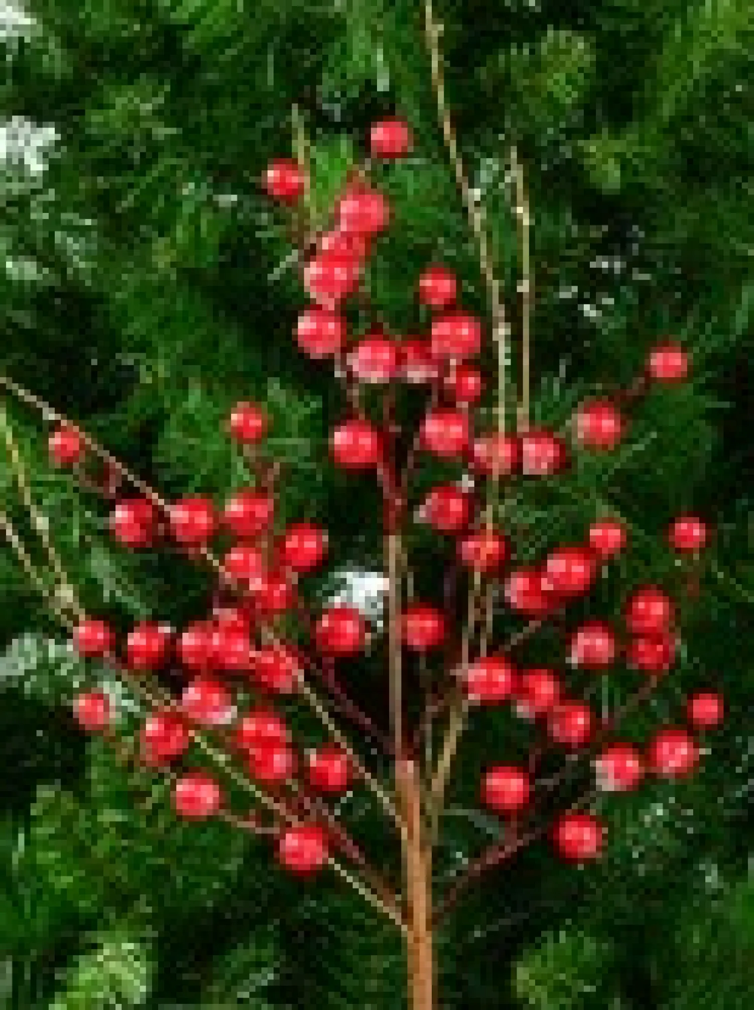 Christmas Warehouse Red Berry & Branches With Frost Look Decorative Christmas Spray Stem - 68Cm> Christmas Stems