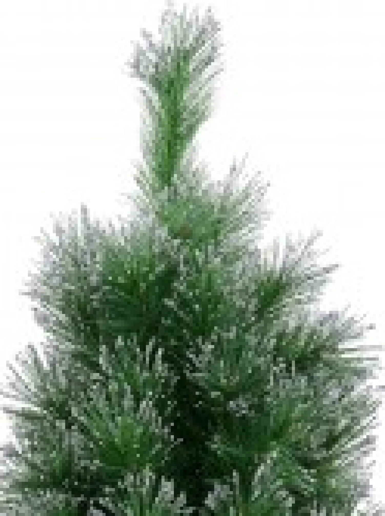 Christmas Warehouse Silver Glittered Needle Tip Pine Tabletop Christmas Tree With 96 Tips - 90Cm> Table Top Christmas Trees