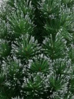 Christmas Warehouse Silver Glittered Needle Tip Pine Tabletop Christmas Tree With 96 Tips - 90Cm><noscript><img width=