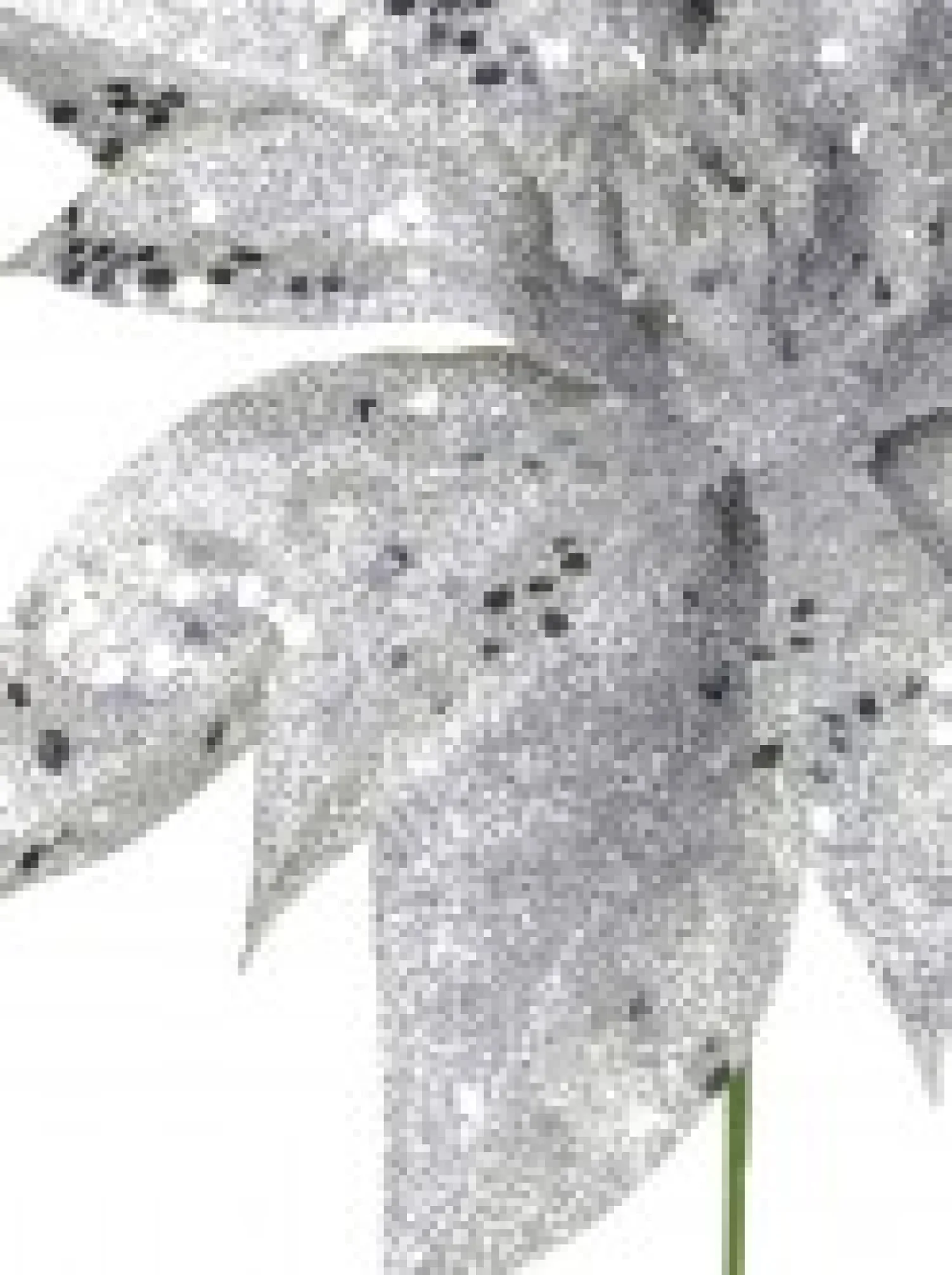 Christmas Warehouse Silver Glittered Poinsettia Decorative Christmas Flower Pick - 19Cm> Christmas Picks