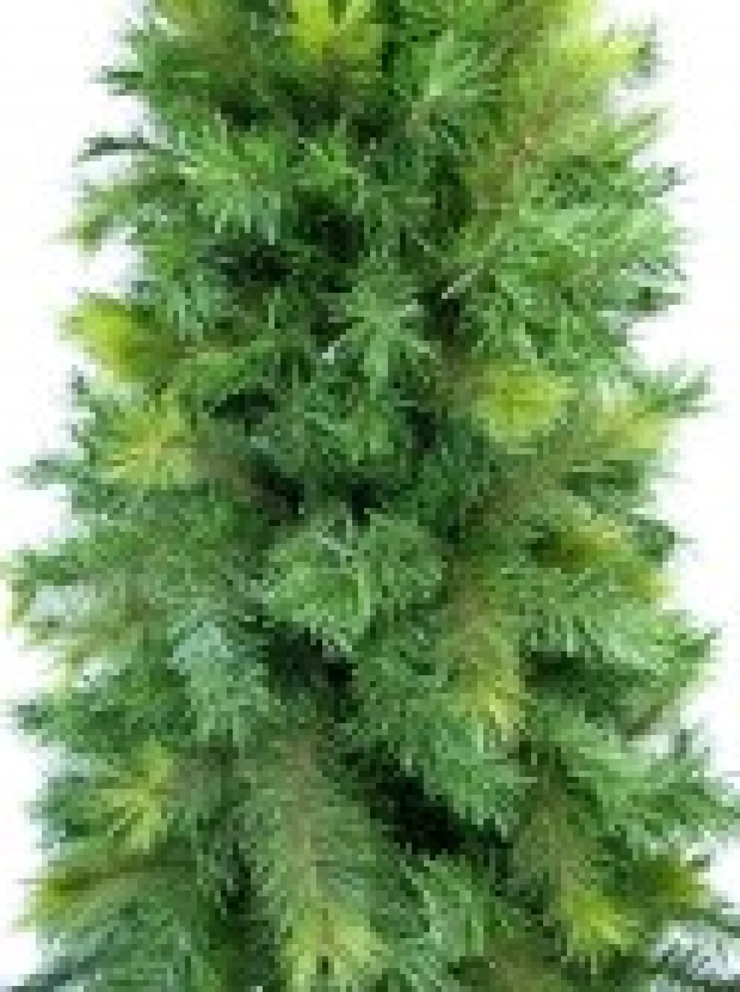 Christmas Warehouse Slimline Pine Traditional Christmas Tree With 502 Tips - 1.8M> Traditional Christmas Trees