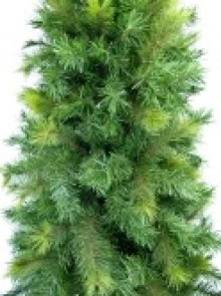 Christmas Warehouse Slimline Pine Traditional Christmas Tree With 826 Tips - 2.3M> Traditional Christmas Trees