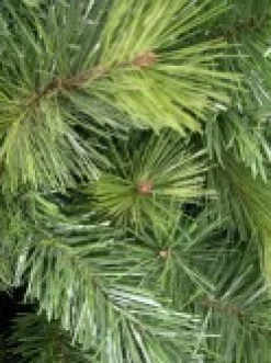 Christmas Warehouse Slimline Pine Traditional Christmas Tree With 826 Tips - 2.3M><noscript><img width=