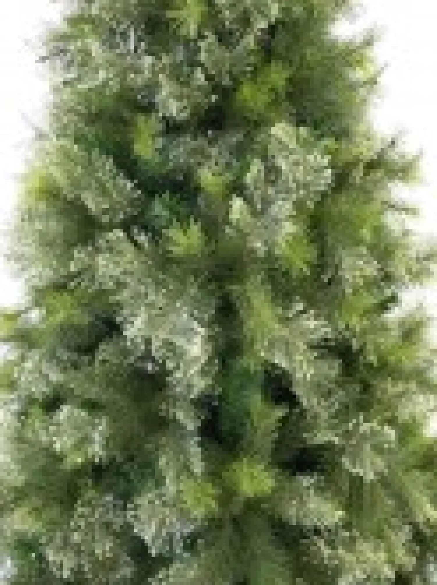 Christmas Warehouse Stratford Mixed Pine Traditional Christmas Tree With 1129 Tips - 1.8M> Traditional Christmas Trees