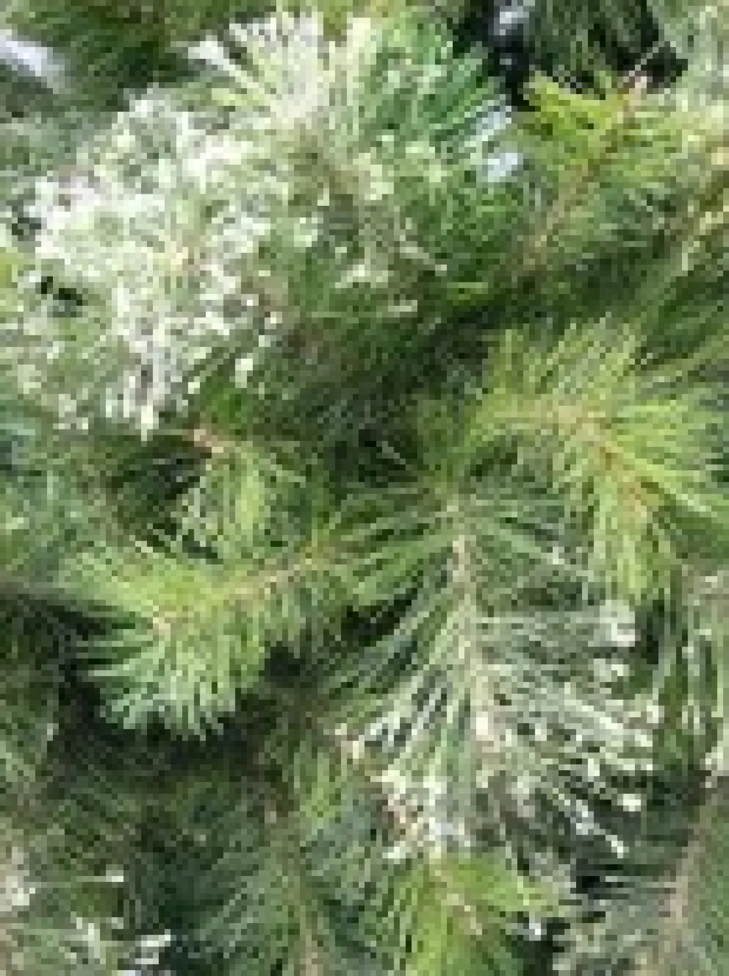 Christmas Warehouse Stratford Mixed Pine Traditional Christmas Tree With 1129 Tips - 1.8M> Traditional Christmas Trees