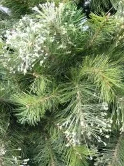 Christmas Warehouse Stratford Mixed Pine Traditional Christmas Tree With 2025 Tips - 2.3M><noscript><img width=