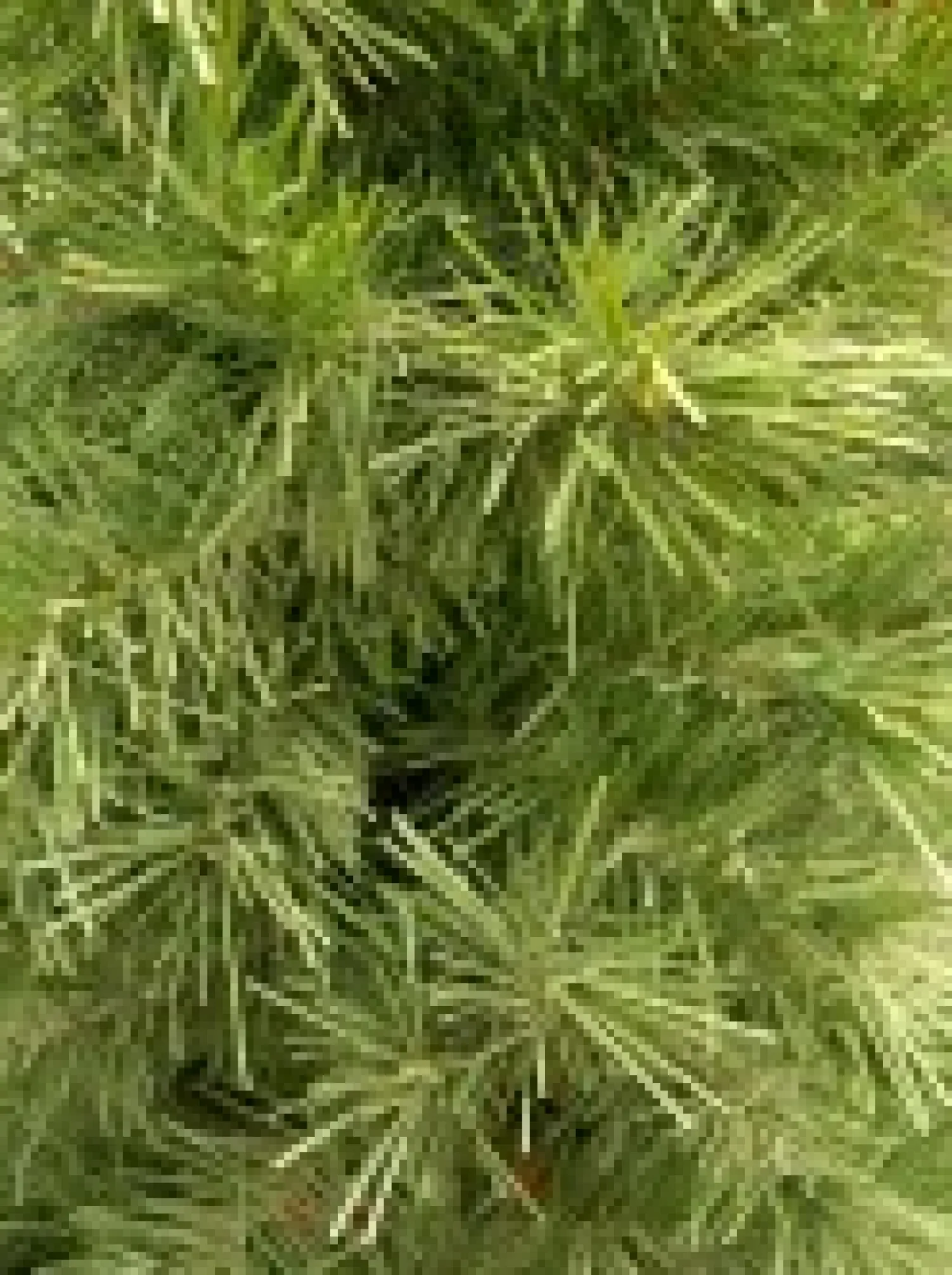 Christmas Warehouse Valley Pine Traditional Christmas Tree With 154 Tips - 1.2M> Traditional Christmas Trees
