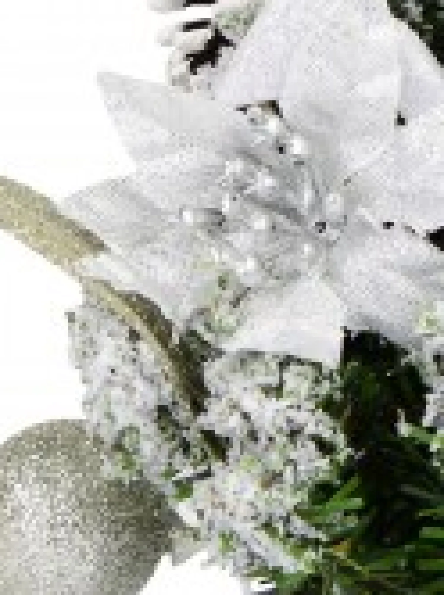 Christmas Warehouse White Poinsettia & Silver Decorations Tabletop Christmas Tree Ornament - 18Cm> Table Top Christmas Trees